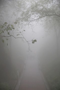 霧