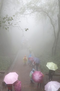 雨霧游人