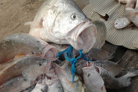 新鮮的魚