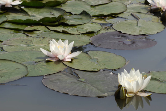 水百合