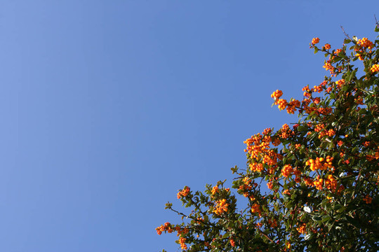 紅漿果灌木