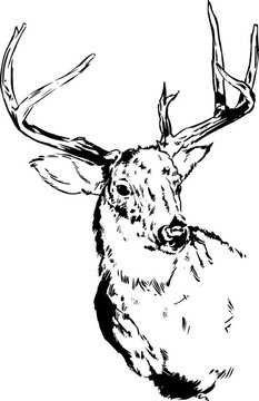 鹿鹿的插圖
