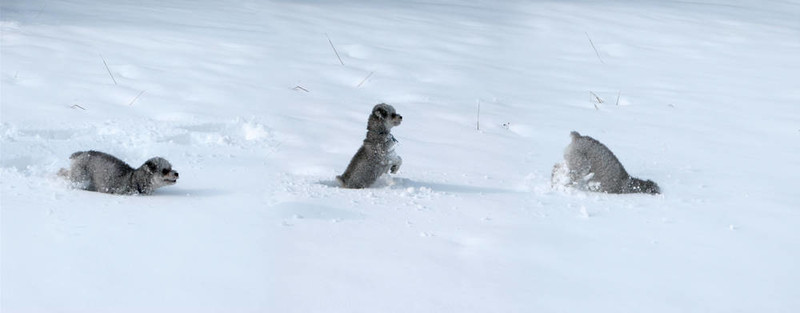 胰蛋白酶的狗在雪中
