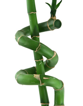 幸運(yùn)竹白
