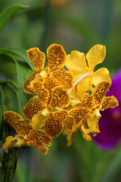 Vanda；蘭