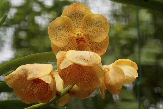 Vanda；蘭