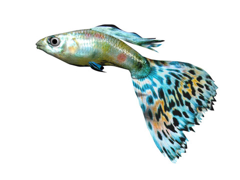 美麗的魚