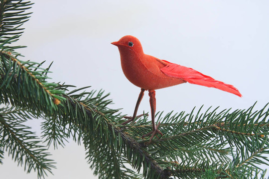 紅色圣誕鳥(niǎo)