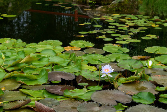 藍(lán)睡蓮
