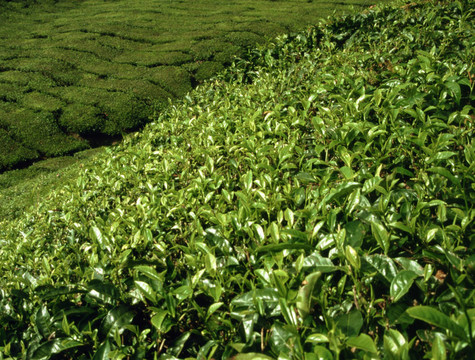 馬來(lái)西亞茶園