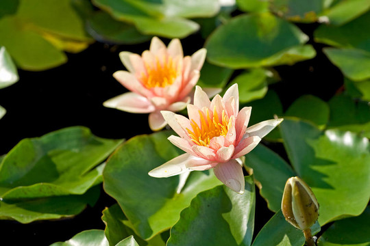 水百合