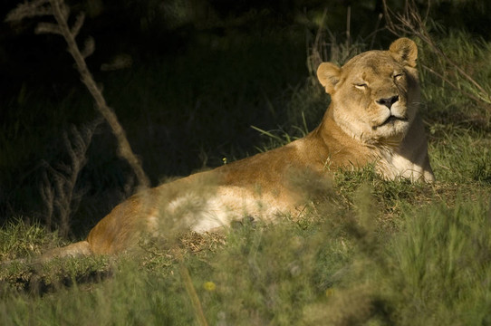 lionness睡著了