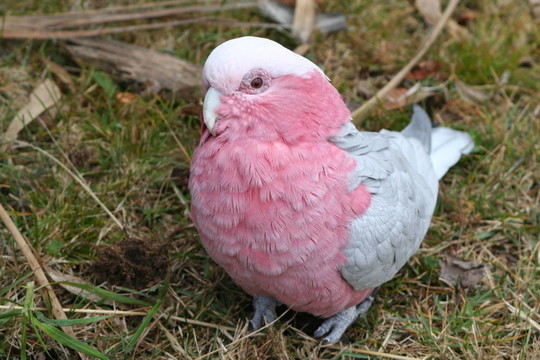 粉紅鳳頭鸚鵡；Rose Cockatoo