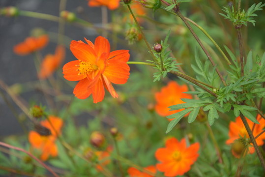 秋英花