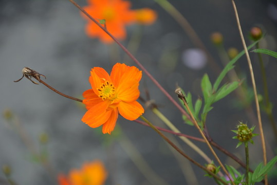 秋英花