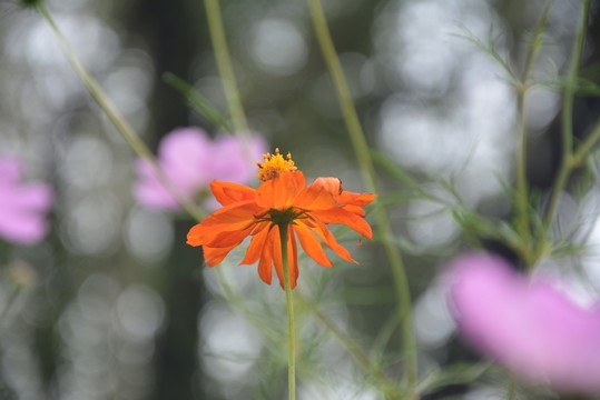 秋英花