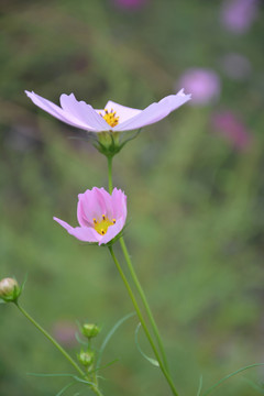 波斯菊