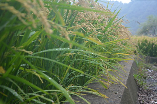 稻田