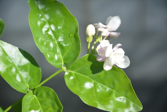 重瓣茉莉