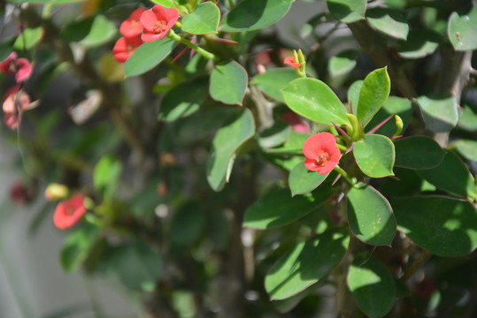 虎刺梅