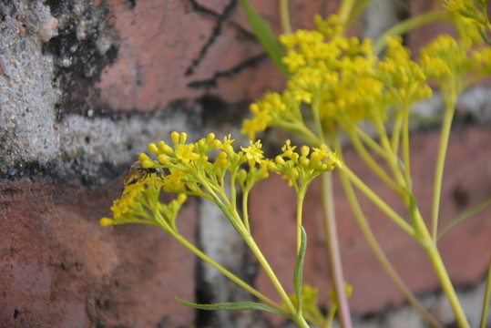 黃花