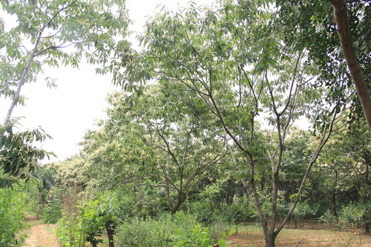 栗子園 板栗園 板栗樹