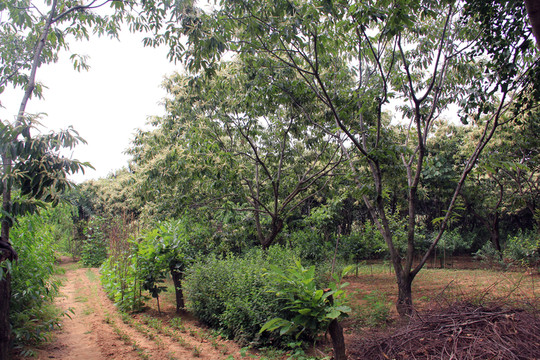 板栗樹 板栗園