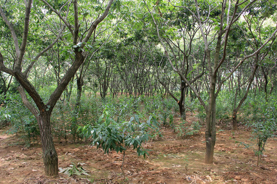 板栗樹 板栗園