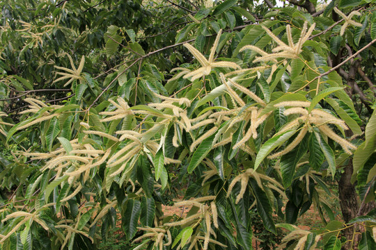 板栗花 板栗園 板栗樹