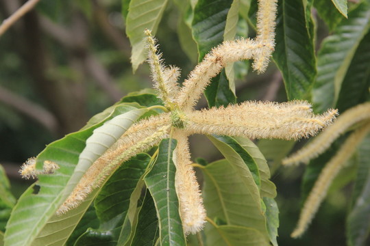 板栗花 板栗樹