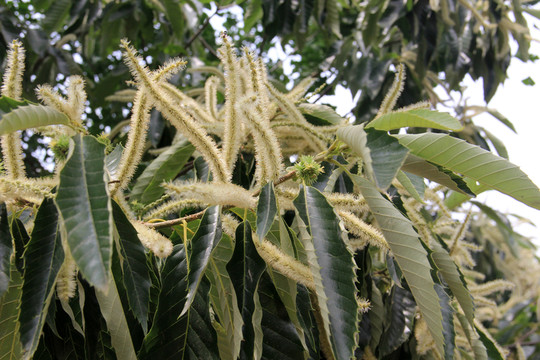 板栗樹開花