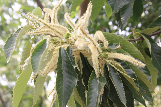 板栗花 板栗園 板栗樹
