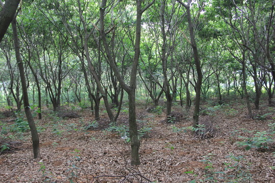 板栗園 樹木