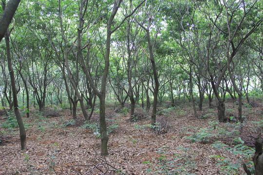 板栗園 春天