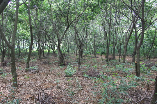 板栗園板栗樹