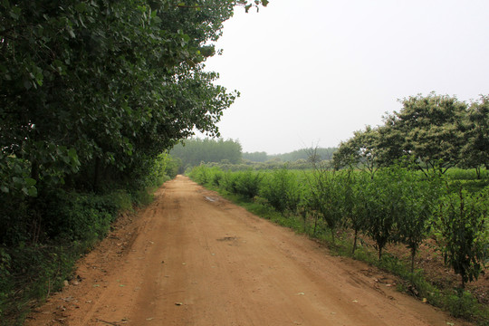 鄉(xiāng)村土路