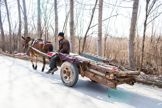 騾子拉車