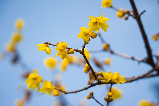 臘梅花