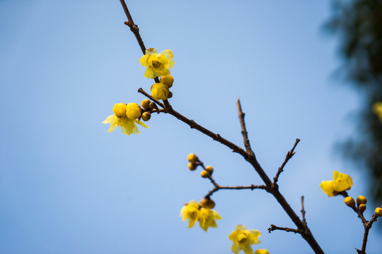 臘梅花