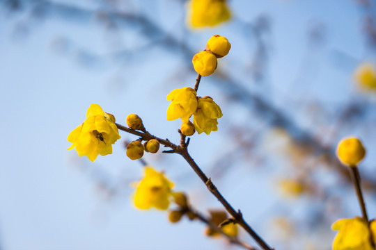 臘梅花