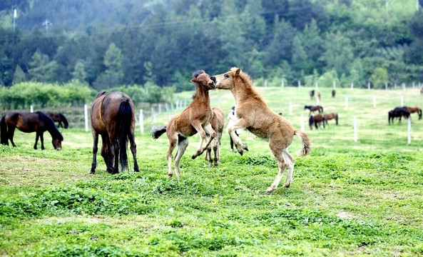 矮馬 小馬 馬群 馬吃草 馬年