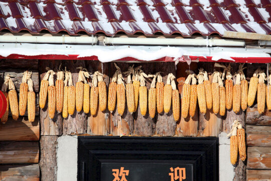 包米吊子 鄉(xiāng)村 苞米
