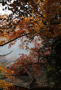 苗寨紅葉