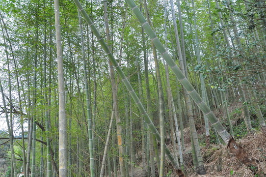 竹林
