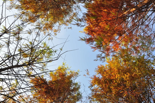 紅杉樹