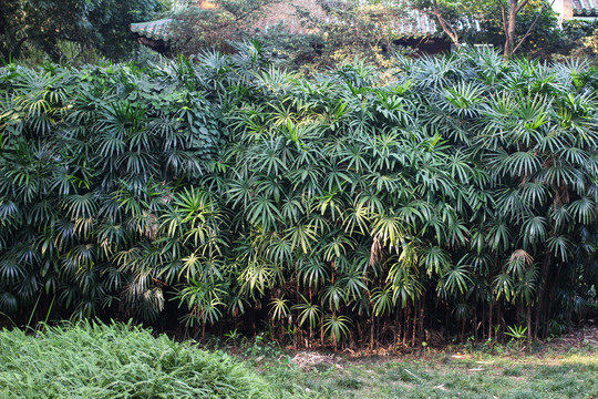 植物墻 植物背景