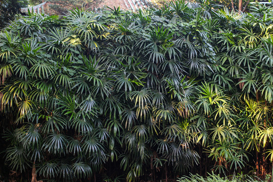 植物墻 植物背景