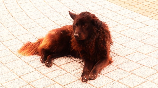 狗
