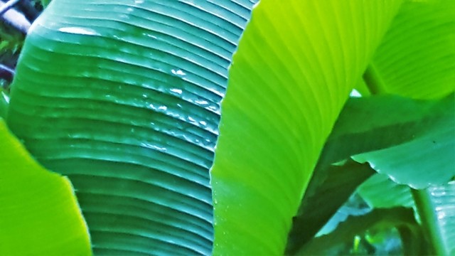 綠植物 綠葉 芭蕉葉
