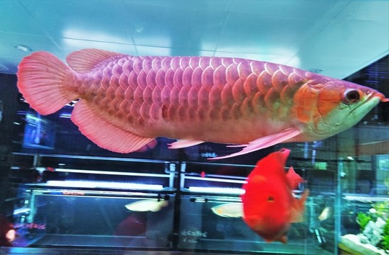 觀賞魚 魚 大魚